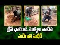 Sudigali sudheer planted sapling  greattelangana tv