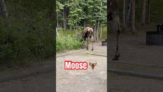 🫎Moose in our camp ground 🏕️ #alaska #outdoors #cootsadventures #moose #denalinationalpark