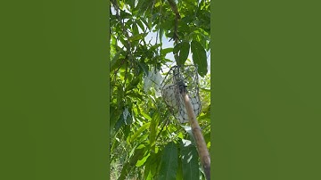 #Shorts Giá Xoài Cát Hòa Lộc Hôm Nay | VTK.CHANNEL