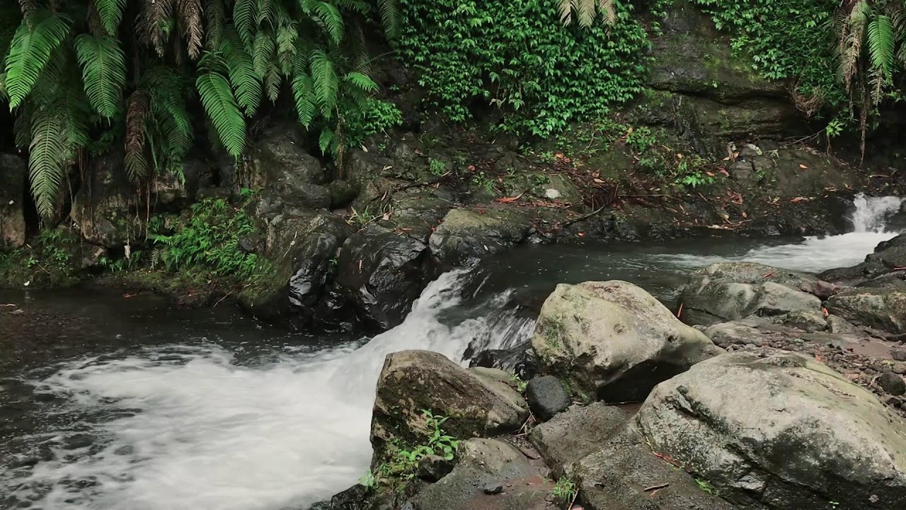 Healing Green Stream Flow with Stress-Free White Noise for Homework & Anxiety Relief