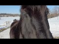Ice chipping while playing with Horses, Rabbits and Baby Chickens today
