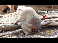 Amazing view! Pigtail monkey hard poshing give birth baby/ Mom so pain in delivery time&old injury