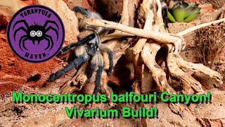 Monocentropus balfouri Canyon!  Huge Vivarium Build!