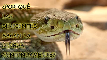 ¿Qué significa que una serpiente saque la lengua?