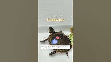 Rùa Con Không Bỏ Cuộc Và Cái Kết Khiến Ai Cũng Hét Lên!!!