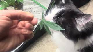 The cheap grow update #promix #migro #cannabiscommunity 