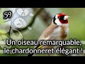 Ep59 un oiseau remarquable, le chardonneret élégant ! (Carduelis carduelis )