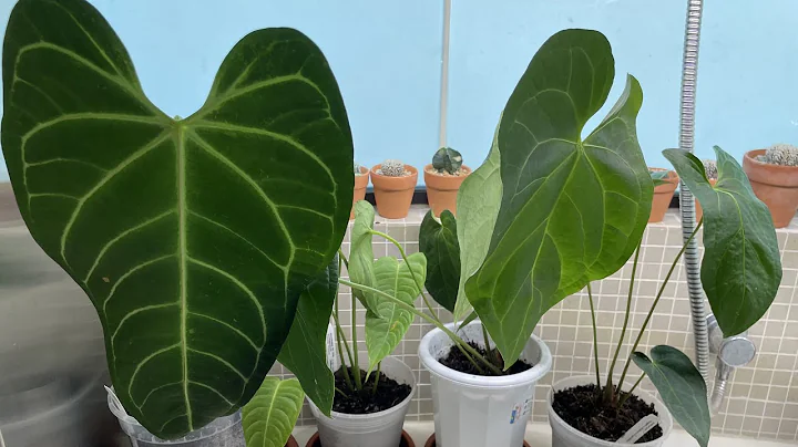 Anthurium Regale from Ecuagenera - Roots Check and Repot #healthyroots #plantsroots #healthyplants