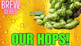 How to grow HOPS; Getting our hops ready for the growing season!