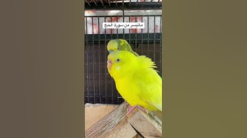 #سورة_الحج #قرآن #المصحف #المعيقلي #العراق #مصر #السعودية #طيور #البادجي #quran #birds #budgies #us