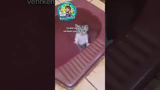 KEDİİİİİİİİİ 😂 😂 😂 😂 #efsaneyorumlar #eğlence #komikvideolar #komikyorumlar #mizah #reaksiyon #tepki