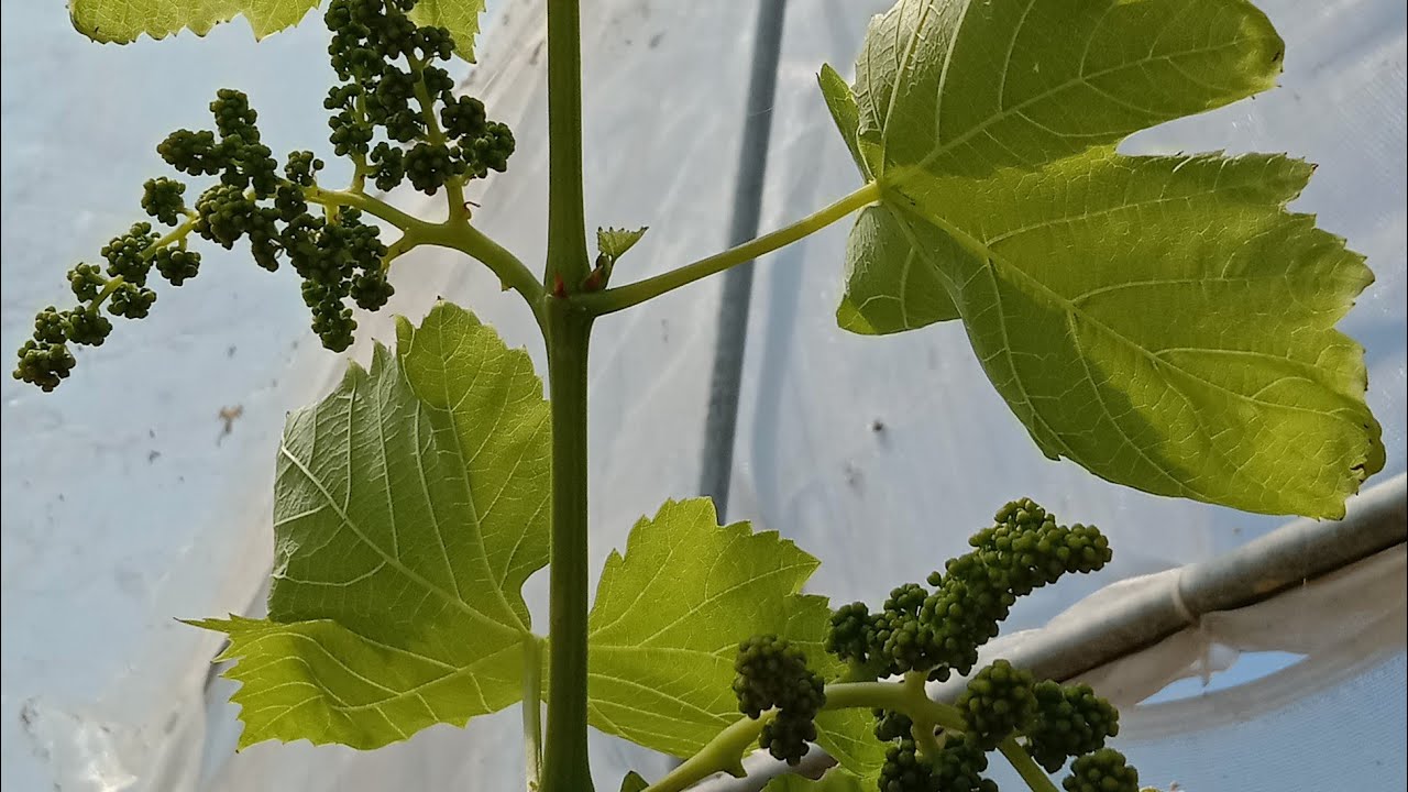 ระยะและขนาดช่อดอกองุ่น ประมาณไหนถึงจะยืดช่อได้ ในคลิปนี้มีคำตอบ #สวนองุ่นเกศปรียา