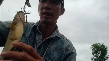 Câu cá rô đồng, cá thác lác.Câu cá ở ao Sen dính  toàn cá khủng .