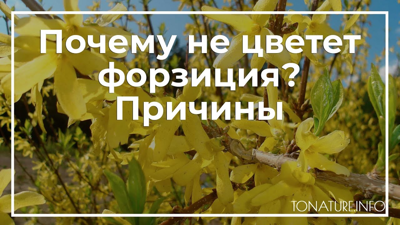 Почему второй год не цветут. Форзиция формирование куста. Форзиция вредители. Форзиция не цветет причины. Форзиция омоложение куста.