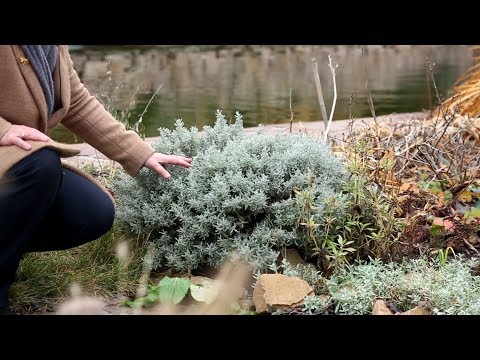 Почему растения зеленые