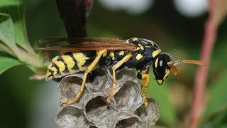 4 minutes of "Wasp Nest Simulator - Insect and 3d animal game" (hksdev) | Android Games screenshot 3