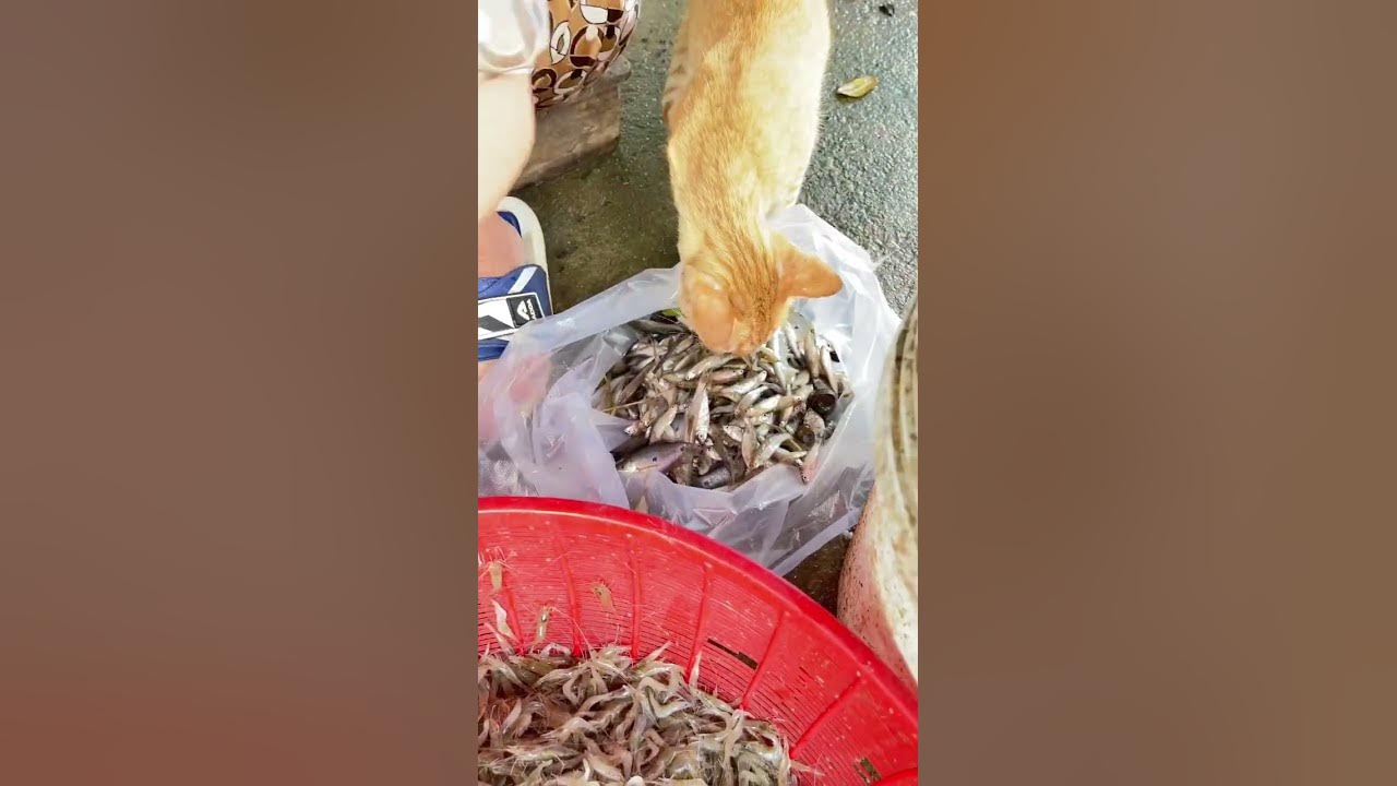 best-food-for-cat-youtube