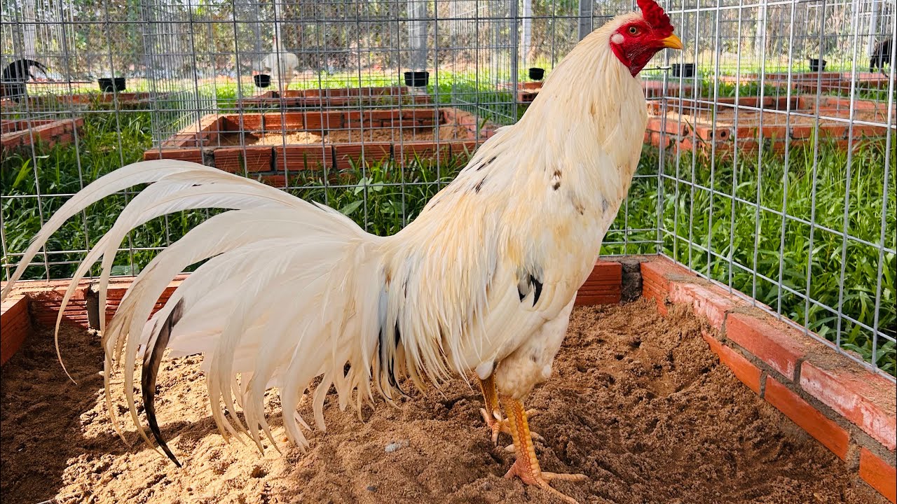 28/2 Giao Lưu Lộc Lá Ae. 0961.496.696