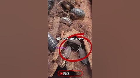 기생충에 감염되면 I형에서 E형으로 변하는 콩벌레