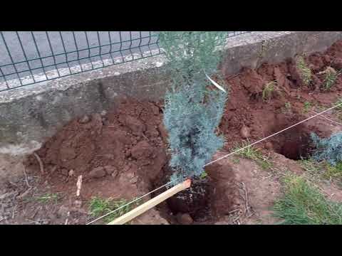 plantation d&rsquo;une haie en limite de propriété