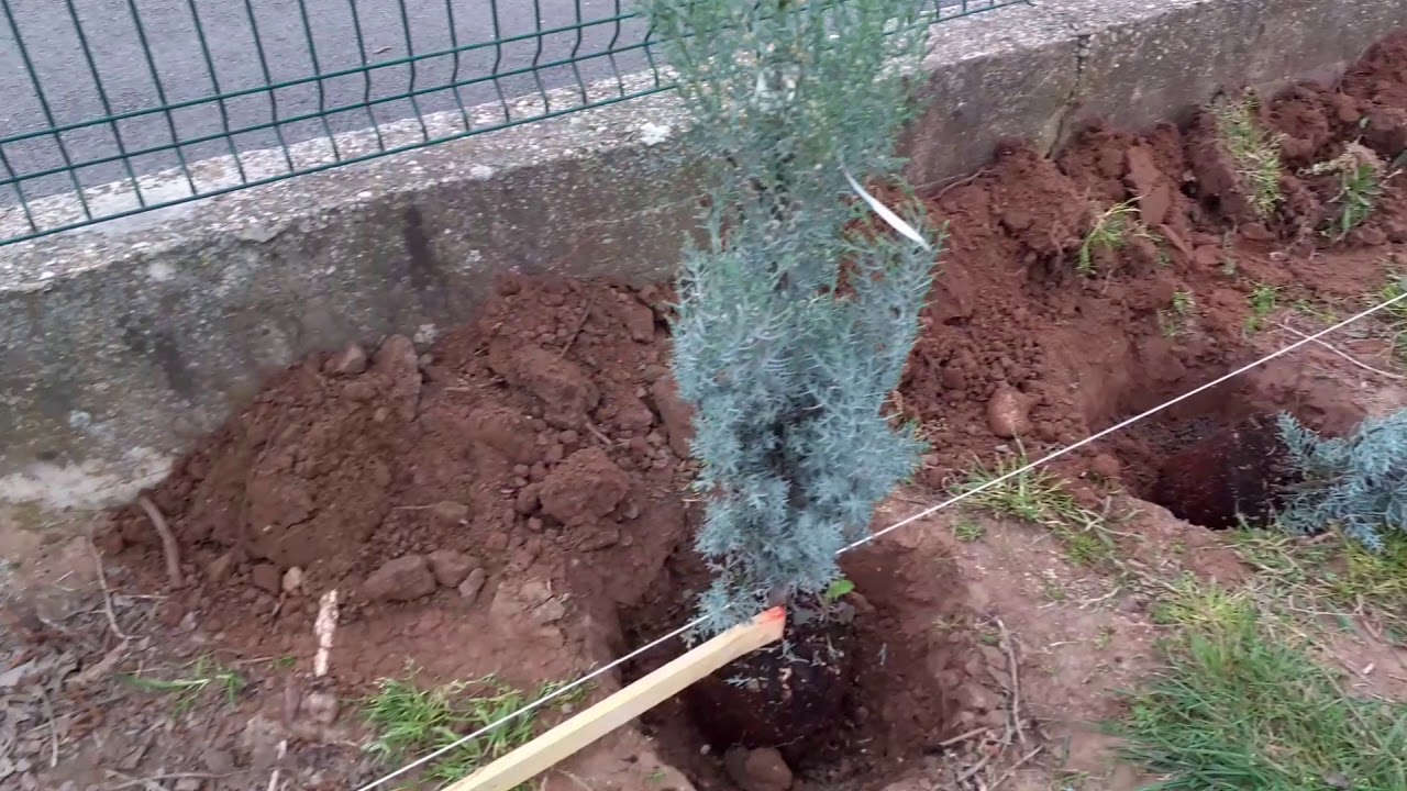 plantation d'une haie en limite de propriété