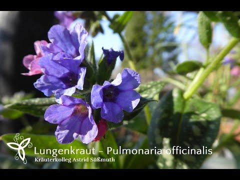Video: Warum heißt Pulmonaria Lungenkraut?