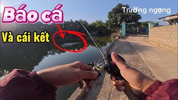 Một ngày câu cá lóc tại ao sen khô #fishing #caucaloc #caucathugian 