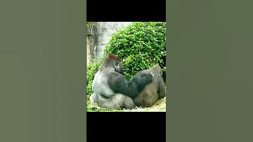 Sweet Gorilla Couple Love Need Not To Be Said Gorilla 大猩猩 Shorts Silverbackgorilla 