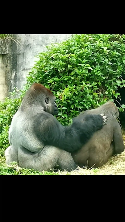 Sweet gorilla couple: Love need not to be said #gorilla #大猩猩 #shorts #silverbackgorilla