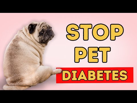 Video: How To Feed A Cat With Diabetes