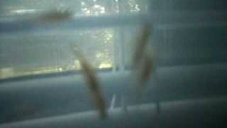 Sea Monkey Sex!