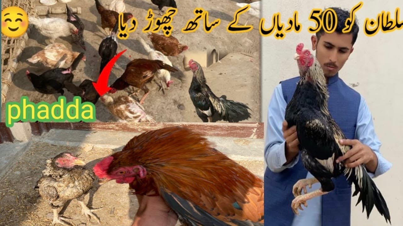 Bablu aor baz ka match // sultan ko 50 madyia dy de // sultan ki moaj lag gi // salo pet house