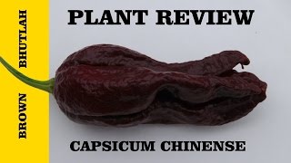 ⟹ chocolate Bhutlah Pepper | Capsicum chinense
