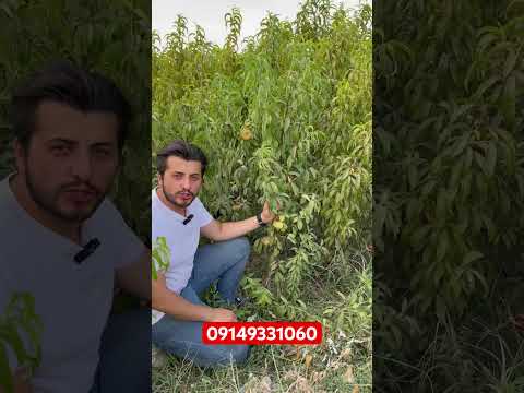 نهالستان نهال هلو نهال هلو