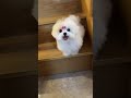 Whose puppy is so short and chubby#My cute pet#Bichon Frise#Korean-style Bichon Frises#The