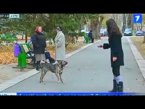 Video: Cum Să Scapi De Câinii Vagabonzi