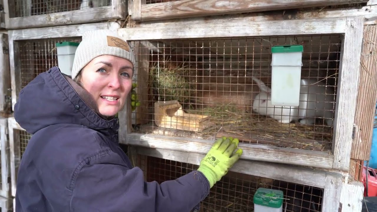 Przygotowanie królików do zimy. Zima dla królika