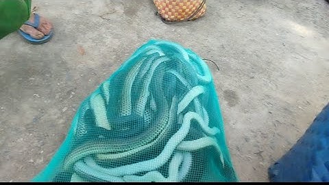 Bẩy rắn thăm luồng bẩy mới thứ hai rắn chạy mỗi cái bắt rắn đã tay trúng mánh hơn 9 kí rắn 