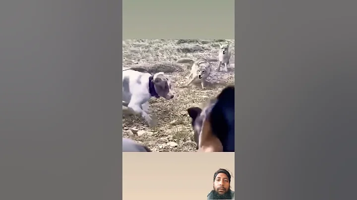 German shepherd vs two Coyotes 😈 #shorts / #youtubeshorts