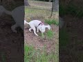 いつものルーティンスタンダードプードルのオーデンくん #スタンダードプードル #犬動画 #dog