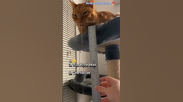 Mèo Tung Chiêu - Người Xem Cười Nghiêng Ngả! 🤣🤣🤣#cat #funny #shortvideo #cute #pets