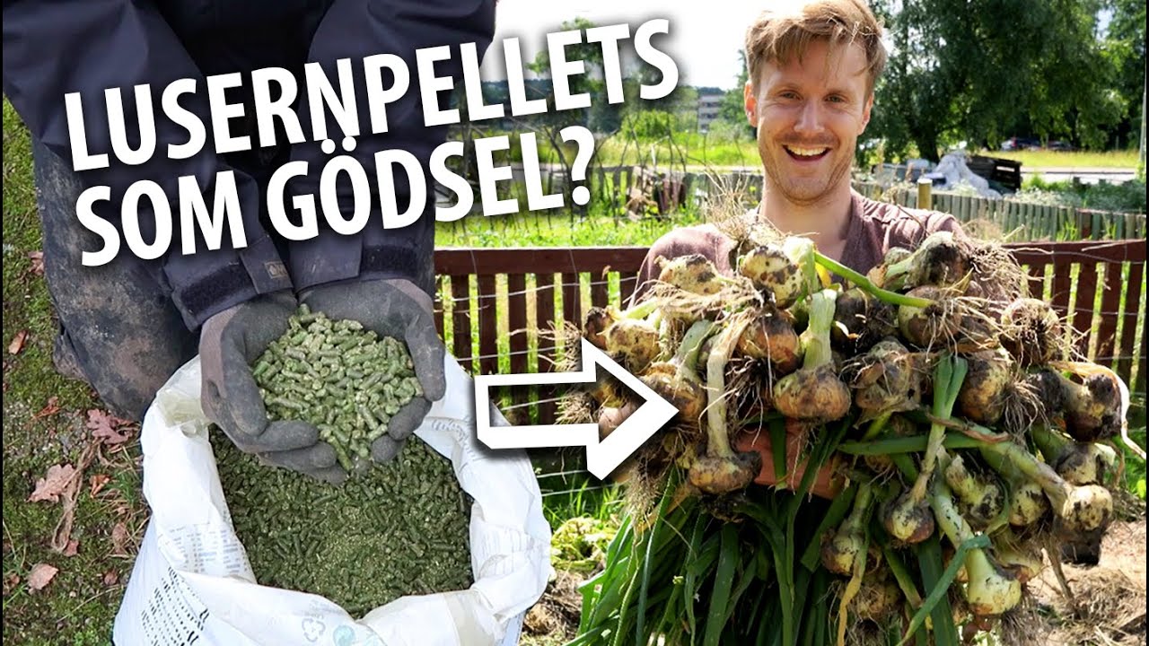 LUSERNPELLETS kan vara mitt nya favoritgödsel!