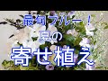 人気のブルー系『寄せ植え』です!ガーデニング初心者の方にもオススメです。夏に丈夫な植物を使って秋まで長く楽しみましょう♪