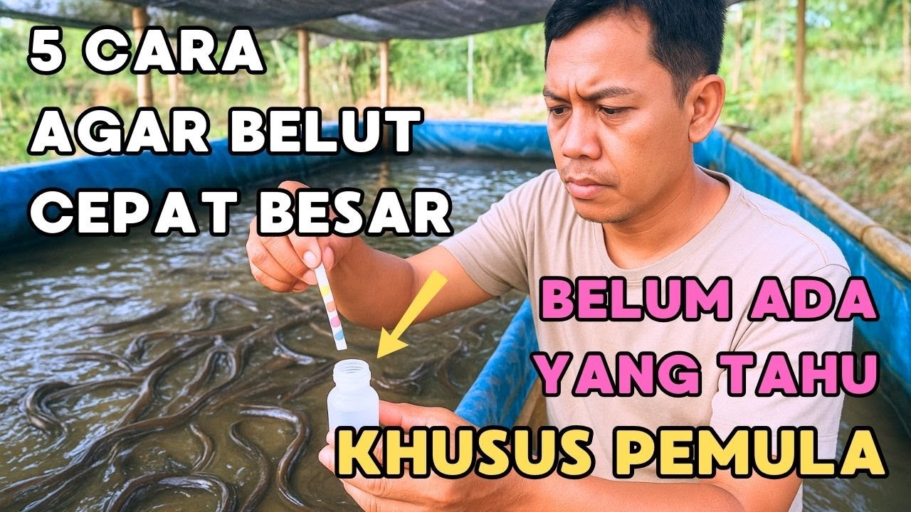 5 CARA AGAR BELUT CEPAT BESAR, BELUM ADA YANG TAHU‼️