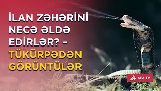 İlanları öyrənən alim ilə eksklüziv söhbət – Zirədə ilan hekayəsi 2