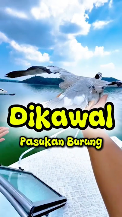 I never thought I would be escorted by these birds. 😲‼️#short #shorts #trending #serubros