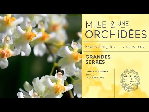Mille & une orchidées 2020