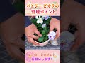 パンジービオラの管理ポイント #園芸 #ガーデニング #初心者