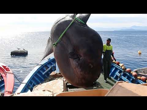 Investigadores US estudian un pez luna de más de 1.000 kg