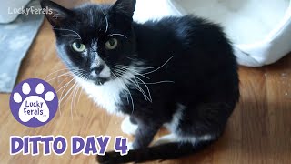 Ditto Day 4 * Feral Cat Recovery, Walking Better, A Snacky Mouse * S4 E148